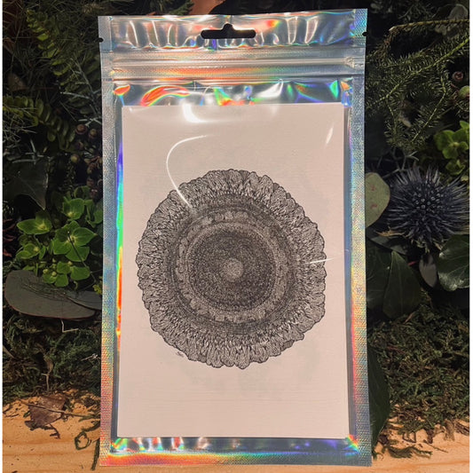 植物ポストカードセット